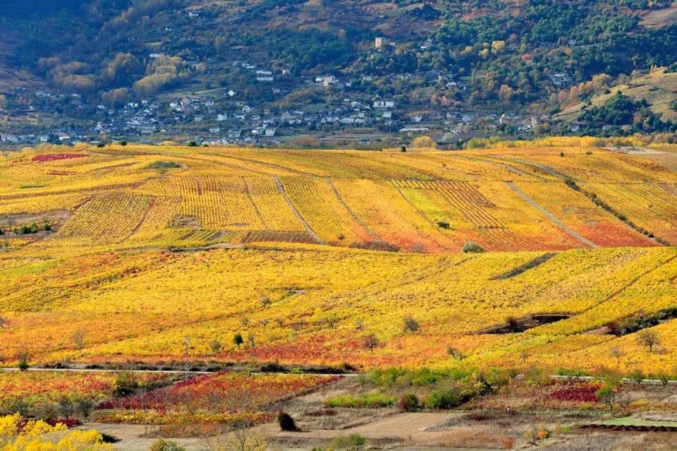 Laderas de viñedo en otoño en El Bierzo